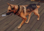 German Shepherd.