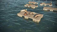 Sea Lions.