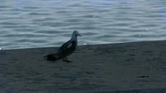 Seagull.