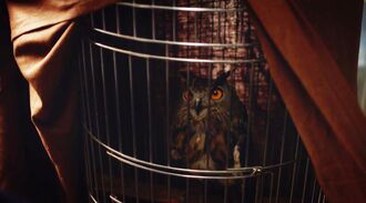 Who the Owl