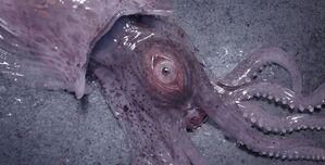 Exotic Cephalopodian Entity