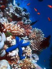 Blue Linckia Starfish