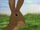 Watership Down Wiki