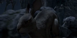 Dandelion draws off the crows.