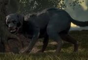 Dog-0