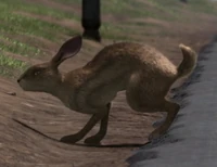 Dandelion2.png (150 KB) Dandelion crossing the road on the way to the down.