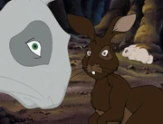 The members of the warrens eyes.