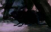 A black rabbit with its mouth open
