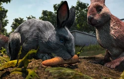 Bluebell eats a carrot for the first time at Cowslip's warren.