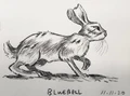 Bluebell