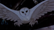 Owlbird