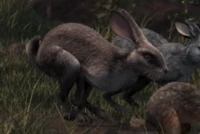 Hawkbit1.png (120 KB)