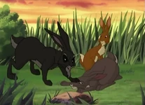 Vervain attacks a rabbit