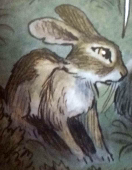 Acorn