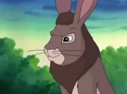 Bigwig training his Owsla