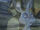 The Eyes of Silverweed