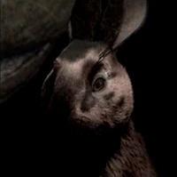 Silverweed in the miniseries.