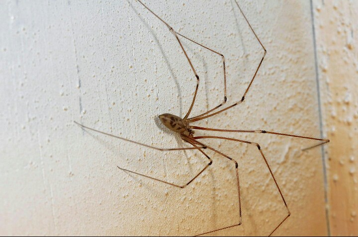 Long-bodied cellar daddy long-legs spider