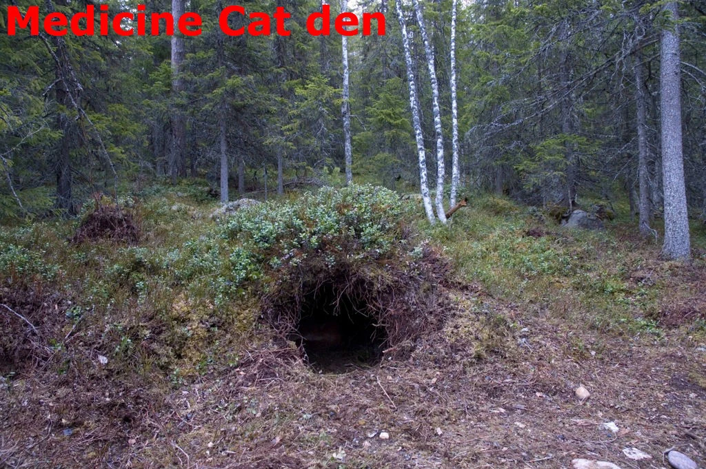 Medicine Cat's Den WaveClan Roleplay Wiki Fandom