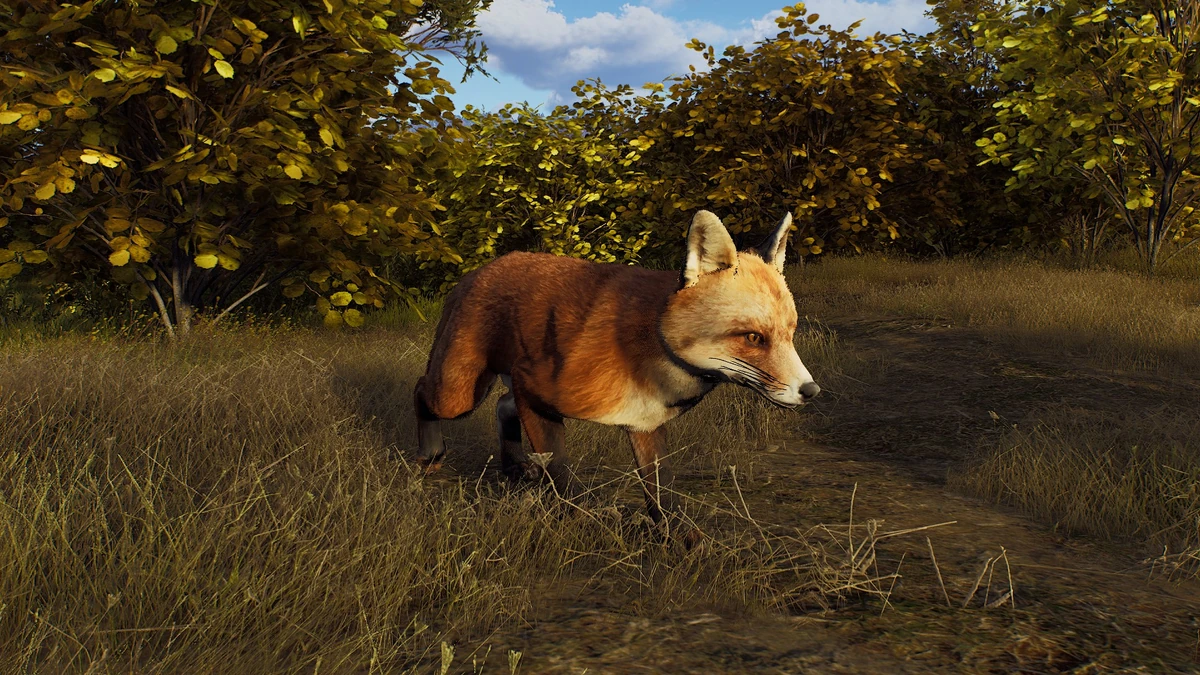 Red Fox | Way of the Hunter complete Wiki | Fandom