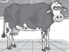 Miss Zarves's cow Heitz.png