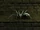 Cave Spider