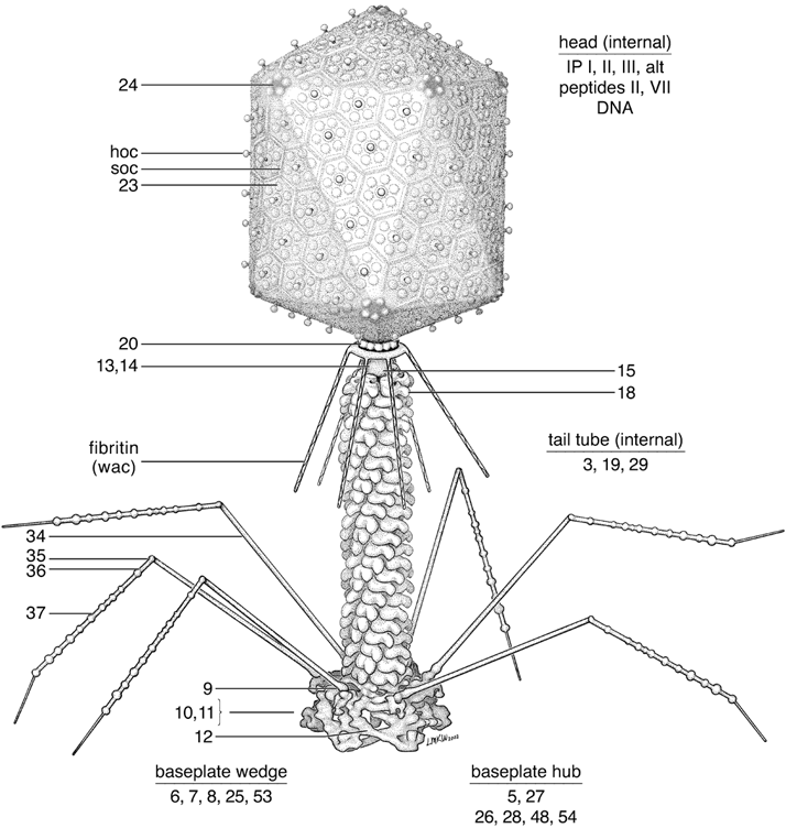 Рисунок бактериофага с подписями