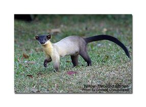 Yellow-throated-marten