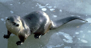 River otter