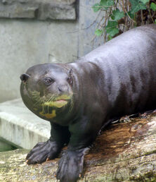 Giant otter 2