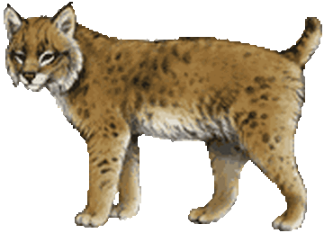 Bobcat - Wikipedia