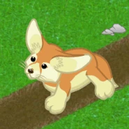 Fennec fox v240(1).gif (446 KB) Fennec Fox Gif