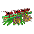 Fancyfireants.png (6 KB) Fancy Fire Ants