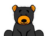 Black Bear