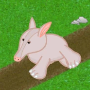 Aardvark Gif