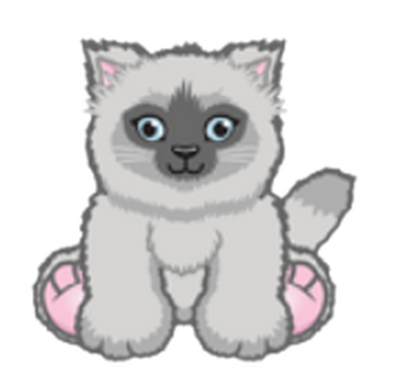 Grey himalayan kitten hotsell