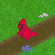 Lil Cardinal "Gif"