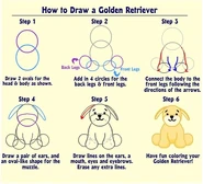 How to Draw a Golden Retriever