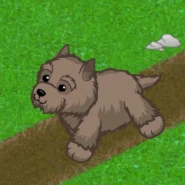 Cairn Terrier Gif