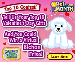 Bichon Frise Webkinz Wiki Fandom