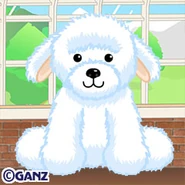 Bichon Frise Preview