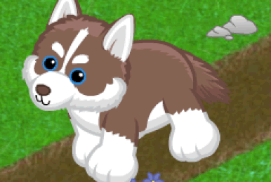 Webkinz husky pup new arrivals