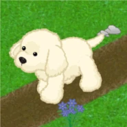 English Cream Retriever Gif