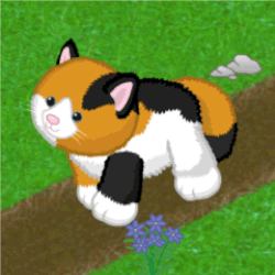 Webkinz patchwork cat best sale