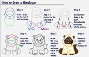 How to Draw a Himalayan Cat.