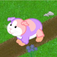 Lilac Guinea Pig Gif