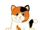 Calico Cat
