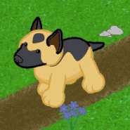 American German Shepherd Gif