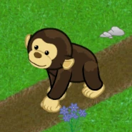 African Chimpanzee v240.gif (629 KB) African Chimpanzee Gif