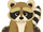 Baby Raccoon